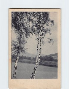 Postcard Birches Lake Landscape Scenery