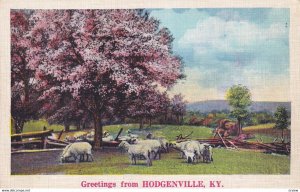 HODGENVILLE, Kentucky, 1900-10s; Greetings, Sheep in a pasture under a tree