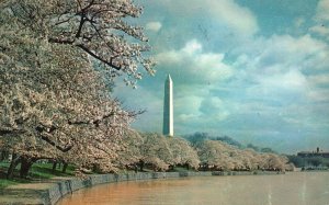 Postcard 1958 Washington Monument Cherry Blossoms Granite Shaft Washington DC