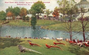 Wild Game Bird Exhibit Illinois State Fair Springfield Vintage Postcard c1910