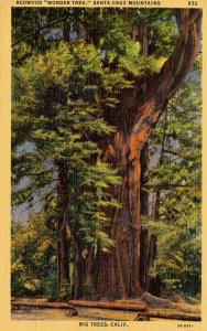 CA - Santa Cruz Mountains. Redwood Wonder Tree, Big Trees