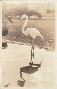 RP: Coral Flamingo Florida  1930-40s 