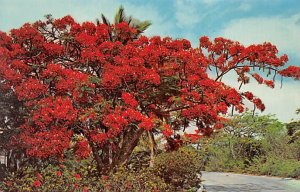 Flamboyant Trees Puerto Rico Postcard