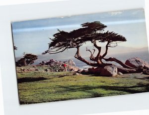 Postcard Cypress And Sea 17 Mile Drive California USA