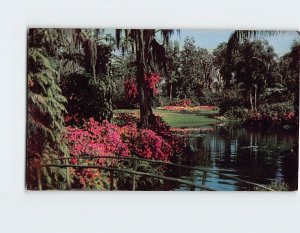 Postcard Azalea Time in Florida Cypress Gardens, Florida