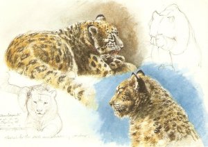 Snow Leopards, by Bryan Hanlon Modern English artist drawn postcard