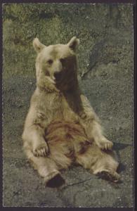 Syrian Bear Postcard