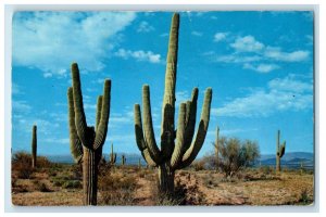 1963 Saguaro Cactus Stand In The Desert Phoenix Arizona AZ Vintage Postcard 