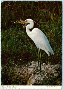 Postcard - Great White Heron 