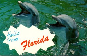 Dolphins Porpoises Hello From Florida