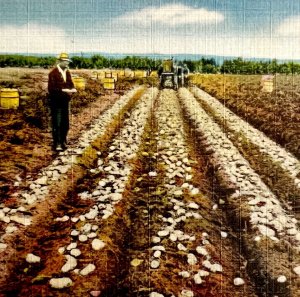 Potato Digging In Maine Postcard Agriculture Farming c1930s DWS5B
