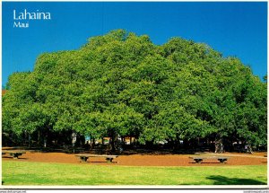 Hawaii Maui Lahaina Banyan Tree Planted 1873