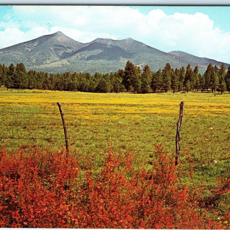 c1970s Flagstaff, AZ San Francisco Peaks Ranch Farm Scenic View Chrome PC A304