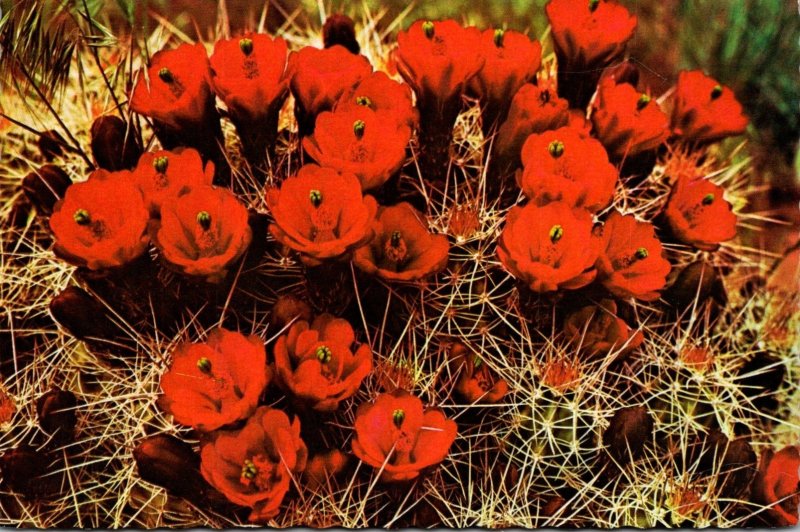 Arizona Strawberry Hedgehog Cactus