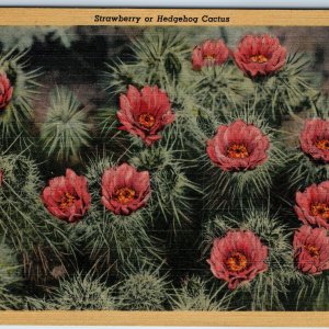 1934 Tucson, AZ Strawberry Hedgehog Cactus Flower Lollesgard Teich Photo PC A246