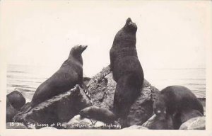 Oregon Sea Lions At Play Oregon Coast Highway Real Photo RPPC