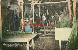 IA, Osage, Iowa, Gardner Nursing Co,Packing Cellar,Shed,Gilbert Postcard No 3270