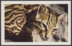 Ocelot,San Diego Zoo Postcard