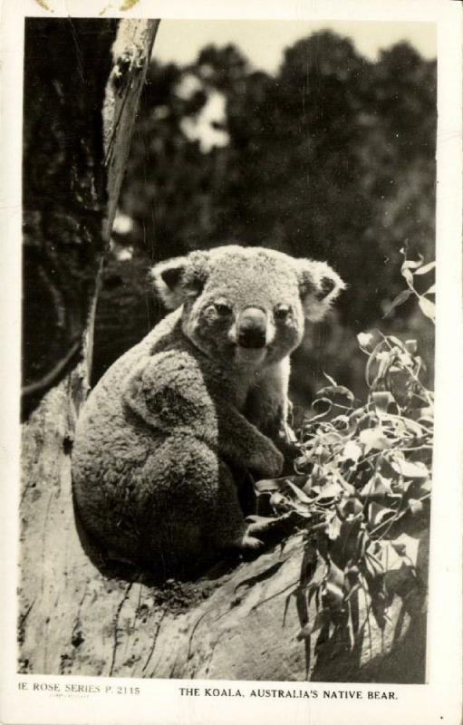 australia, Australian Native Bear, The Koala (1940s) RPPC