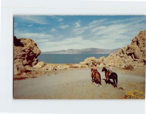 Postcard Western Riding Scene Reno Nevada USA