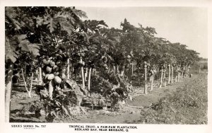 australia, REDLAND BAY, Q., Tropical Fruit, Paw-Paw Plantation, RPPC Postcard