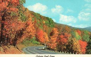 Vintage Postcard 1978 Autumn Road Scene Tree Lined Road Foliage