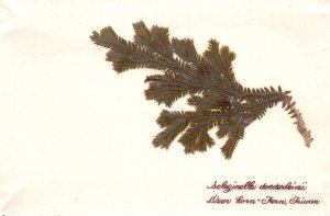 Vintage Postcard Selaginella Doederleinii Deer Horn-Fern Plant Taiwan China