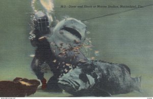 Hard Hat Diver & Shark , MARIELAND , Florida , 1953
