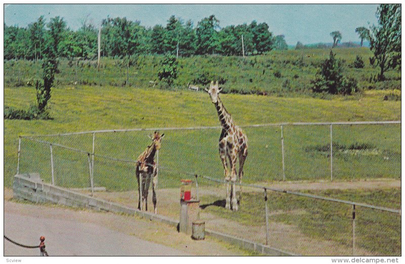 Giraffe,  Granby Zoological Garden,  Granby,  Quebec,  Canada,   40-60s