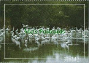 America Postcard - The Florida Everglades - Wildlife at Mrazek Pond RR11162