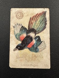c1900s Arm & Hammer Trade Card Church & Dwight Co Common Magpie