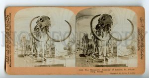 439740 Russia Saint Petersburg mammoth in the Academy of Sciences 1902 STEREO