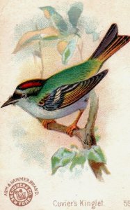 1880s-90s Arm & Hammer Beautiful Birds Cuvier's Kinglet No.59 F150