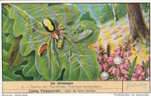 Liebig S1695 Spiders No 6 Theridion bimaculatum