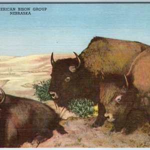 1947 Hastings, Neb. House of Yesterday Museum Bison Buffalo Plains UNP PC A249