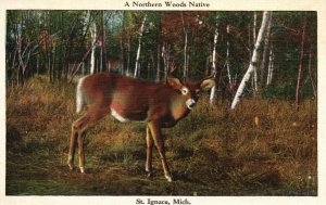Vintage Postcard A Northern Woods Native Deer St. Ignace Michigan E.C. Kropp Co.