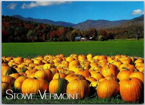 Pumpkins For Sale Stowe Vermont VT Postcard