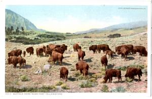 YELLOWSTONE, DETROIT PUBLISHING,BUFFALO HERD, FT YELLOWSTONE, DIVIDED BACK