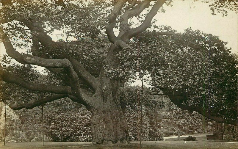 RPPC Postcard Calderstone Liverpool Giant Tree Crooked Branches 