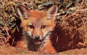 US57 UK England british mammals fox club animal postcard