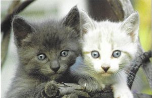 Adorable Grey and White Fuzzy Kittens  4 by 6