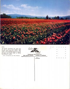 Puyallup Valley (11546)