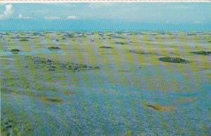 Florida Everglades National Park Flooded Glades