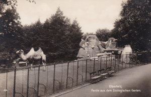 Germany Elberfeld Partie aus dem Zoologischen Garten Camel Real Photo