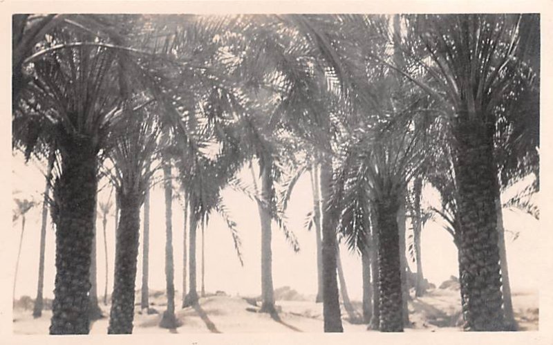 Palms Memphis Egypt, Egypte, Africa Unused 