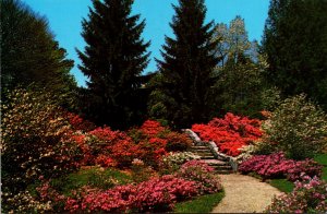 North Carolina Asheville Biltmore House Spring In The Azalea Garden