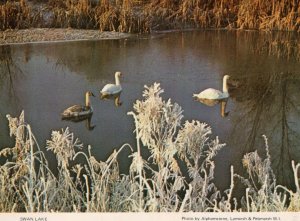 Alphamstone Pebmarsh Lamarsh Nr Sudbury Swan Lake Suffolk Postcard