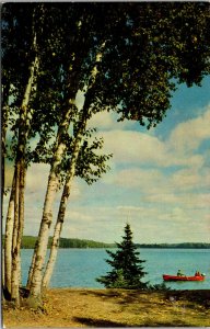 Vtg 1950s Creedy's Sherwood Forest Birch Trees Sayner Wisconsin WI Postcard
