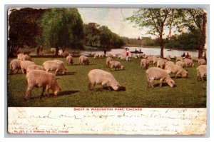 Sheep In Washington Park Chicago IL c1906 Postcard