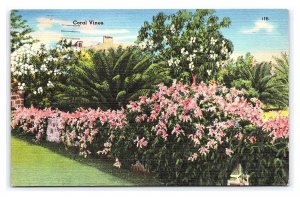 Coral Vines Favored Child Of Nature Florida c1961 Postcard